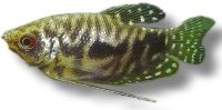 trichopterus cosby (4 - 5 cm)