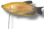 trichopterus gold (4 - 5 cm)
