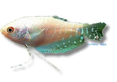trichopterus silver platinum (5 - 6 cm)