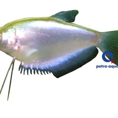 microlepis (6 - 7 cm)