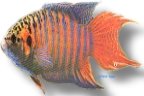opercularis blue red (4 - 5 cm)