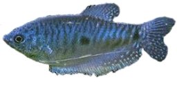 trichopterus sumatra (3 - 4 cm)