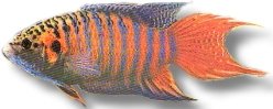 opercularis (2 - 3 cm)