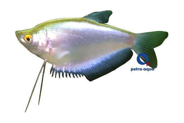 petra-7286 petra-7286