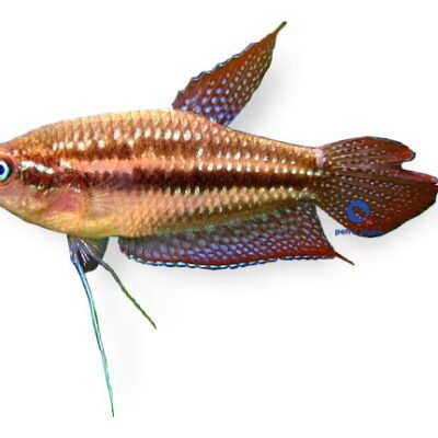 Sparking Gourami (Trichopsis pumilus) XL
