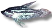 schalleri (3,5 - 4 cm)