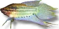 vittatus (4,5 - 5,5 cm)