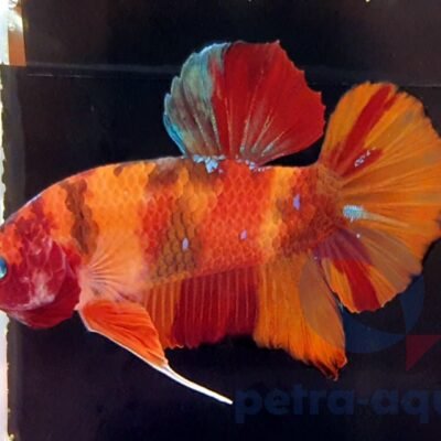 Giant Nemo (4 - 6 cm)