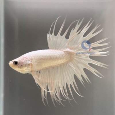 Betta spl. male crowntail white L