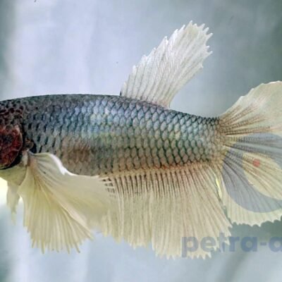 SuperDelta big ears mix (M)