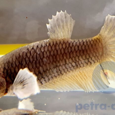 petra-7359