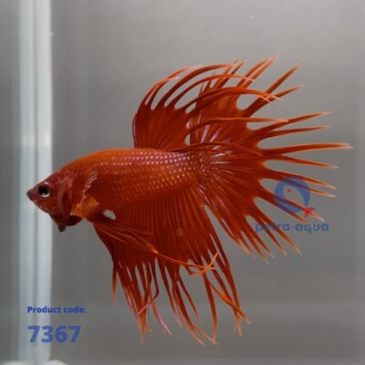 Betta spl. male crowntail red XL