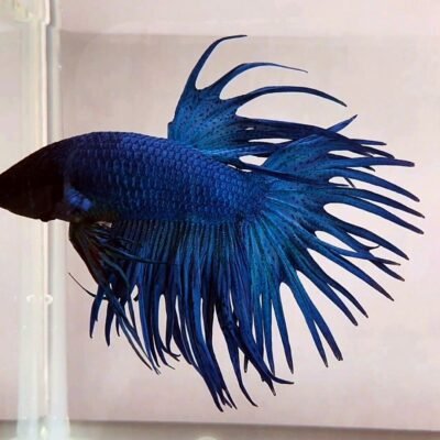 Betta spl. male crowntail blue XL