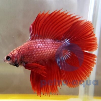 Betta spl. male double tail red XL