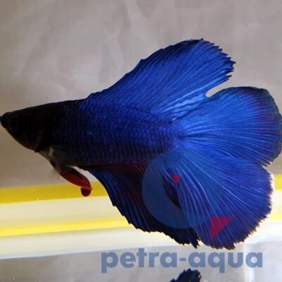 Betta spl. male double tail blue XL