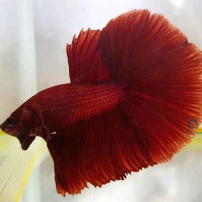 halfmoon red (XL)