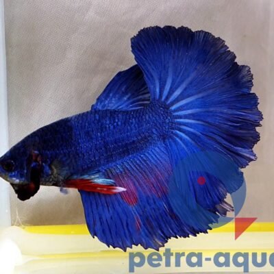 halfmoon blue (XL)