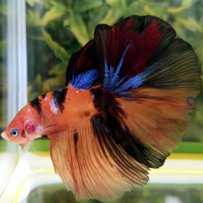 Nemo long tail (XL)
