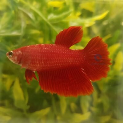 SuperDelta red (XL)