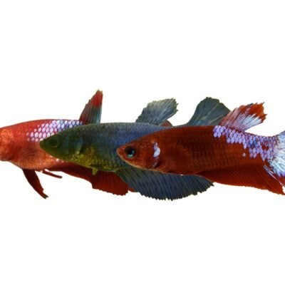 Betta spl. female plakat mix L
