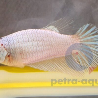 Halfmoon White (XL)