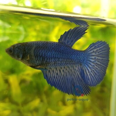 Halfmoon Blue (XL)