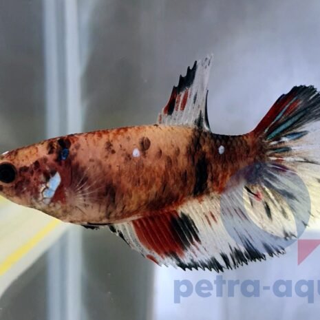 petra-7427