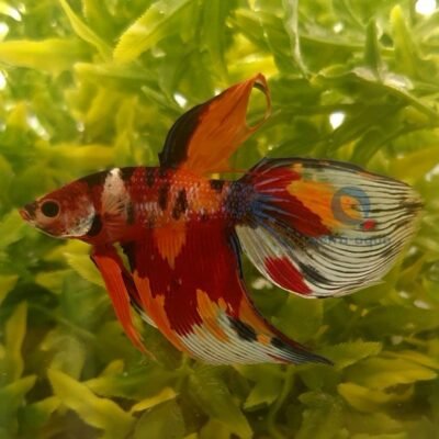 veiltail nemo (XL)