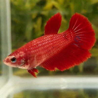 Halfmoon red (XL)
