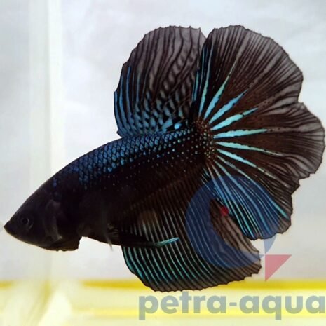 petra-7442