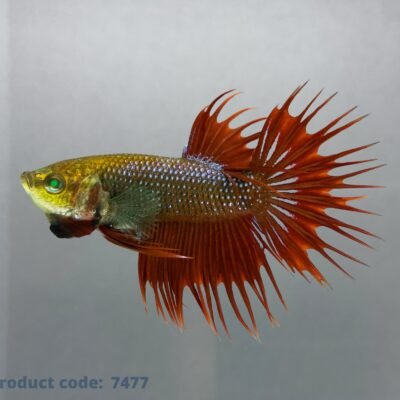 Betta spl. male crowntail Green Eye Hulk 5–6 cm