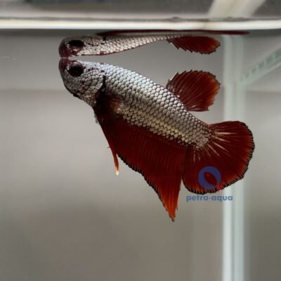 Betta spl. male dragon plakat XL
