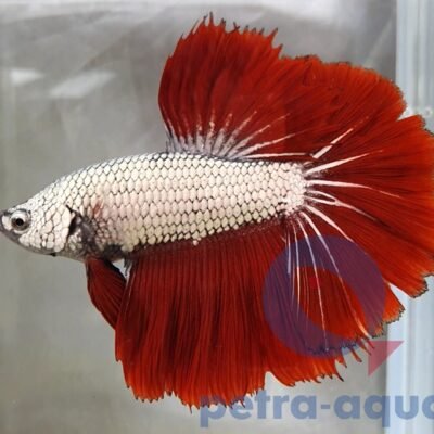 Halfmoon Dragon mix (XL)
