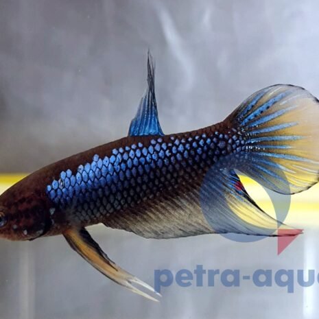 petra-7823