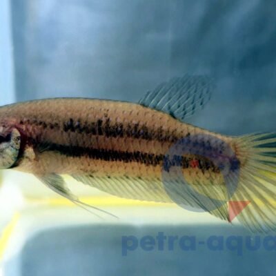 Wild Imbellis yellow tail (L)