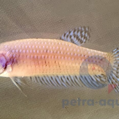 petra-7830 petra-7830
