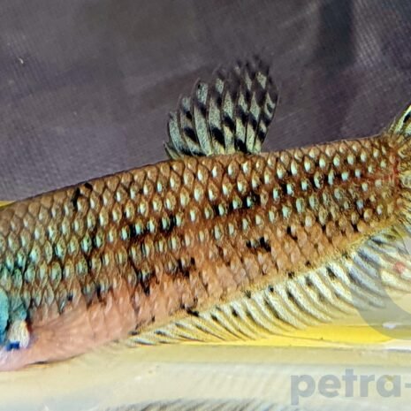 petra-7831 petra-7831