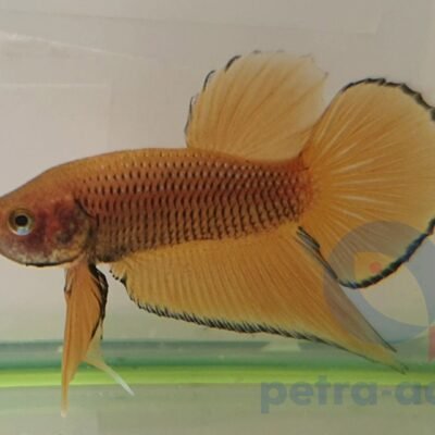 Wild Benjarong yellow (L)