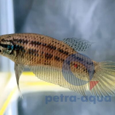 Wild Buriram blue (L)