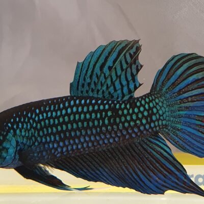 Mahachaiensis (XL)