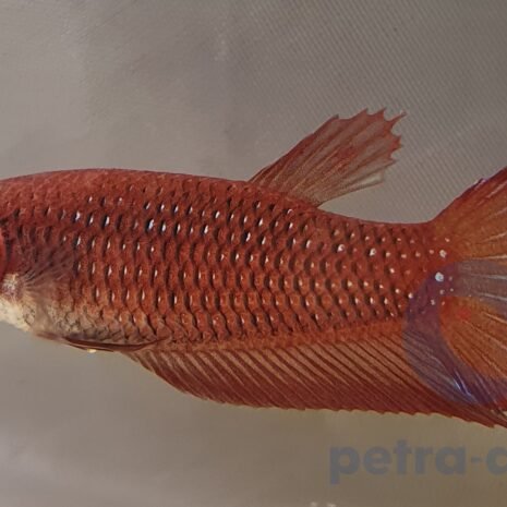 petra-7841 petra-7841