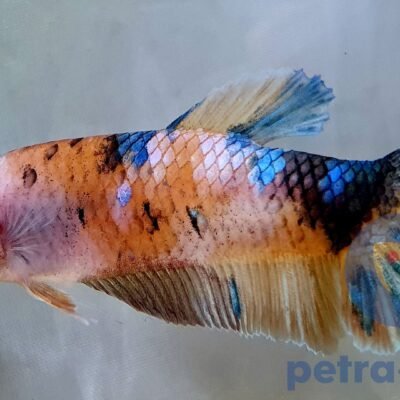 Giant Nemo (XL)