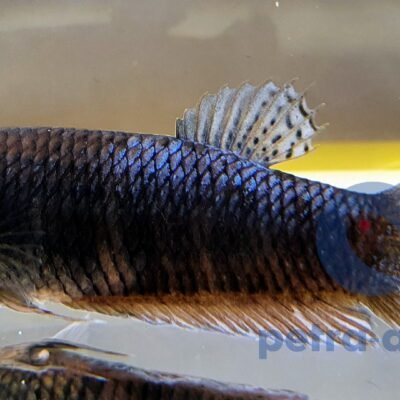 giant A grade (5-6 cm)