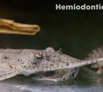Hemiodontichtys acipenserinus 8–10 cm