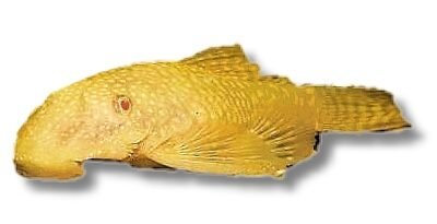 Ancistrus albino >7 cm