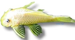 lemon  l 144 (5 - 7 cm)