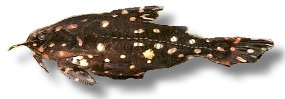Spiny cat-fish; Spotted raphael catf (Agamyxis albomaculatus) 4,5–5 cm