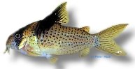 melanistius (3,5 - 4 cm)