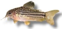 nannus (> 3,5 cm)