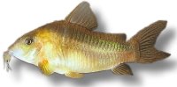 rabauti (3,5 - 4 cm)